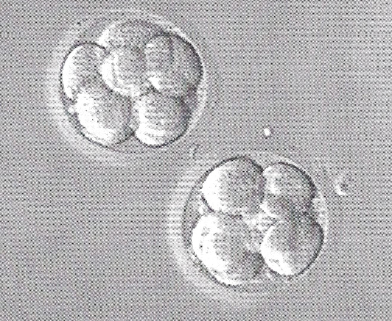 Embryos (3 Day Transfer, Both 8 Cell / Grade AA)